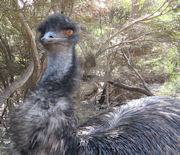 Emus Kangaroo Island